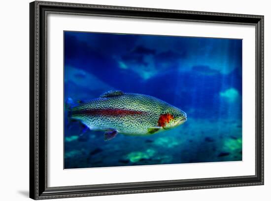 Single Trout Swimming in Clear Blue Water in Stream or Lake-eric1513-Framed Photographic Print
