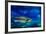 Single Trout Swimming in Clear Blue Water in Stream or Lake-eric1513-Framed Photographic Print