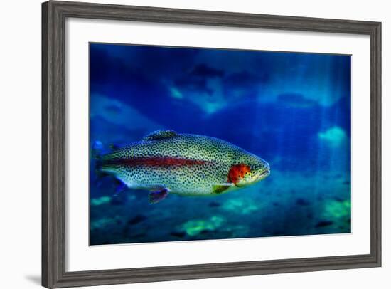 Single Trout Swimming in Clear Blue Water in Stream or Lake-eric1513-Framed Photographic Print