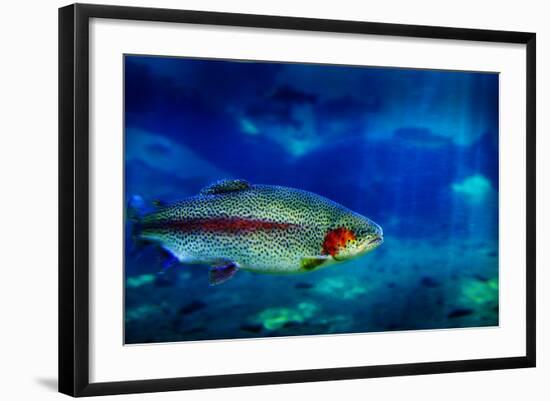 Single Trout Swimming in Clear Blue Water in Stream or Lake-eric1513-Framed Photographic Print