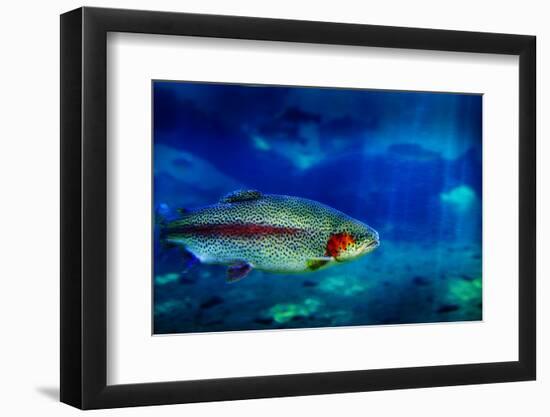 Single Trout Swimming in Clear Blue Water in Stream or Lake-eric1513-Framed Photographic Print