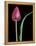 Single Tulip Stem, Maplethorpe Style, Rochester, Michigan, USA-Claudia Adams-Framed Premier Image Canvas