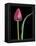 Single Tulip Stem, Maplethorpe Style, Rochester, Michigan, USA-Claudia Adams-Framed Premier Image Canvas