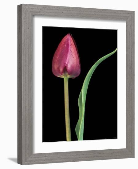 Single Tulip Stem, Maplethorpe Style, Rochester, Michigan, USA-Claudia Adams-Framed Photographic Print