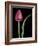 Single Tulip Stem, Maplethorpe Style, Rochester, Michigan, USA-Claudia Adams-Framed Photographic Print