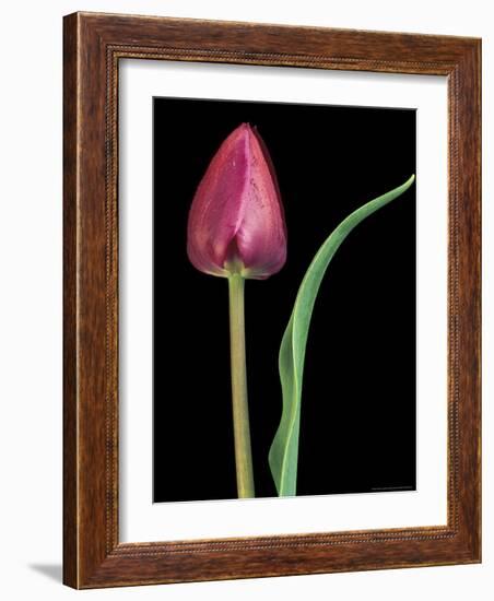 Single Tulip Stem, Maplethorpe Style, Rochester, Michigan, USA-Claudia Adams-Framed Photographic Print