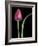 Single Tulip Stem, Maplethorpe Style, Rochester, Michigan, USA-Claudia Adams-Framed Photographic Print