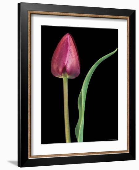 Single Tulip Stem, Maplethorpe Style, Rochester, Michigan, USA-Claudia Adams-Framed Photographic Print