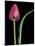 Single Tulip Stem, Maplethorpe Style, Rochester, Michigan, USA-Claudia Adams-Mounted Photographic Print