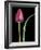 Single Tulip Stem, Maplethorpe Style, Rochester, Michigan, USA-Claudia Adams-Framed Photographic Print