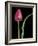 Single Tulip Stem, Maplethorpe Style, Rochester, Michigan, USA-Claudia Adams-Framed Photographic Print