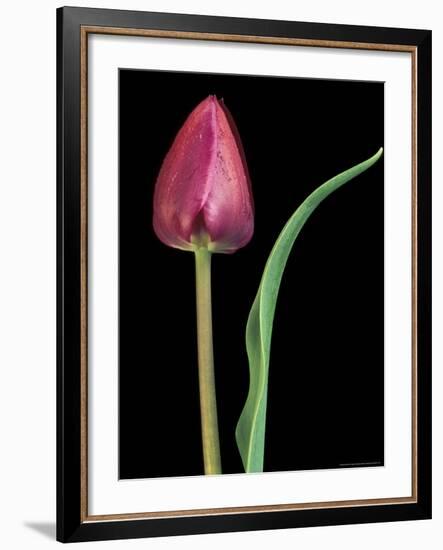 Single Tulip Stem, Maplethorpe Style, Rochester, Michigan, USA-Claudia Adams-Framed Photographic Print