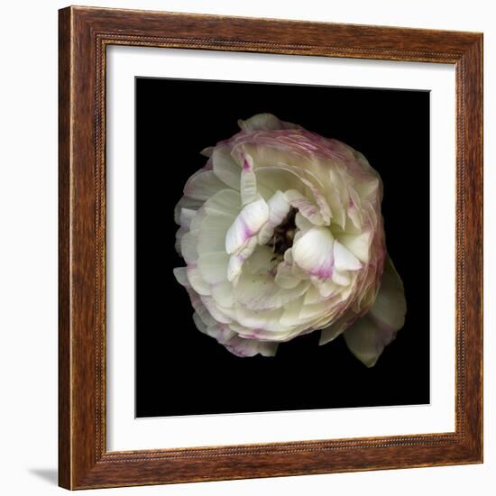 Singled Out - Ranunculus-Magda Indigo-Framed Photographic Print