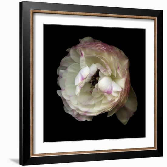 Singled Out - Ranunculus-Magda Indigo-Framed Photographic Print