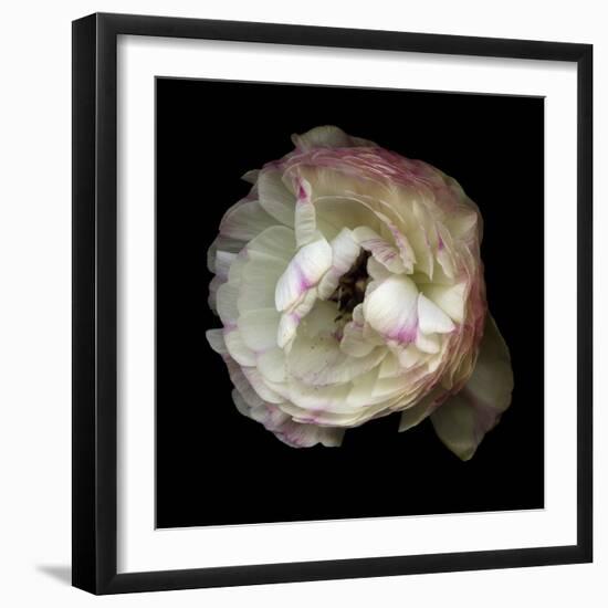 Singled Out - Ranunculus-Magda Indigo-Framed Photographic Print
