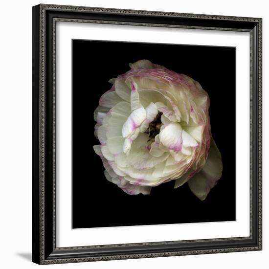 Singled Out - Ranunculus-Magda Indigo-Framed Photographic Print