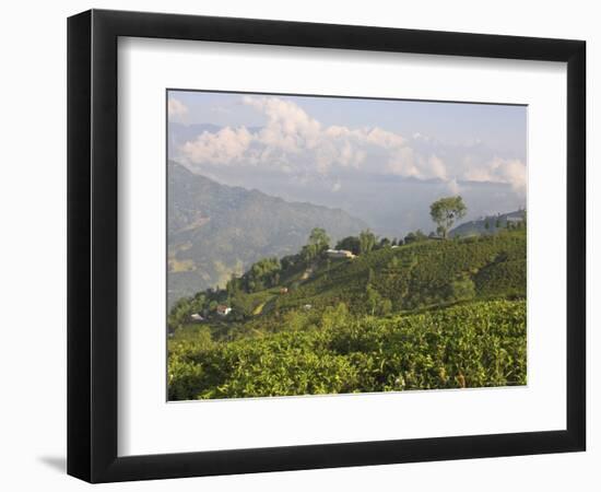 Singtom Tea Garden, Snowy and Cloudy Kandchengzonga Peak in Background, Darjeeling, Himalayas-Eitan Simanor-Framed Photographic Print