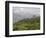 Singtom Tea Garden, Snowy and Cloudy Kandchengzonga Peak in Background, Darjeeling, Himalayas-Eitan Simanor-Framed Photographic Print