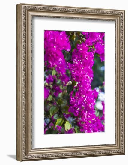 Sint Eustatius. Oranjestad, Bougainvillea flowers-Walter Bibikow-Framed Photographic Print