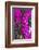 Sint Eustatius. Oranjestad, Bougainvillea flowers-Walter Bibikow-Framed Photographic Print