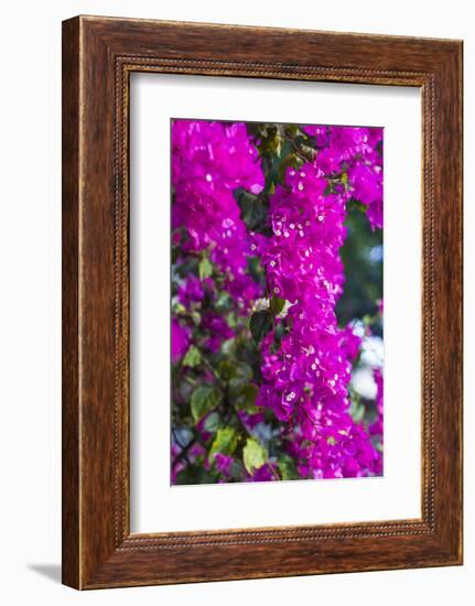 Sint Eustatius. Oranjestad, Bougainvillea flowers-Walter Bibikow-Framed Photographic Print