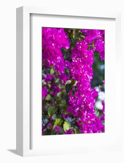 Sint Eustatius. Oranjestad, Bougainvillea flowers-Walter Bibikow-Framed Photographic Print