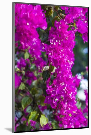 Sint Eustatius. Oranjestad, Bougainvillea flowers-Walter Bibikow-Mounted Photographic Print