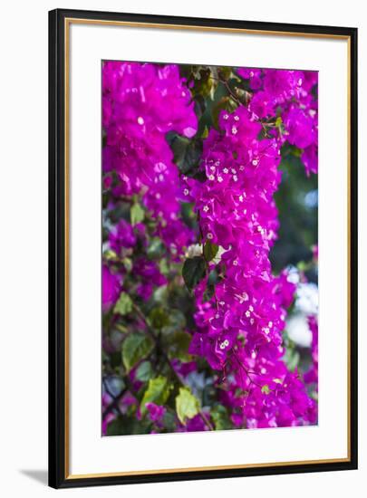 Sint Eustatius. Oranjestad, Bougainvillea flowers-Walter Bibikow-Framed Photographic Print