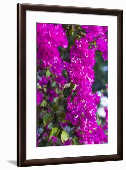 Sint Eustatius. Oranjestad, Bougainvillea flowers-Walter Bibikow-Framed Photographic Print