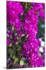 Sint Eustatius. Oranjestad, Bougainvillea flowers-Walter Bibikow-Mounted Photographic Print