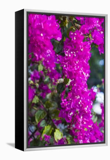 Sint Eustatius. Oranjestad, Bougainvillea flowers-Walter Bibikow-Framed Premier Image Canvas