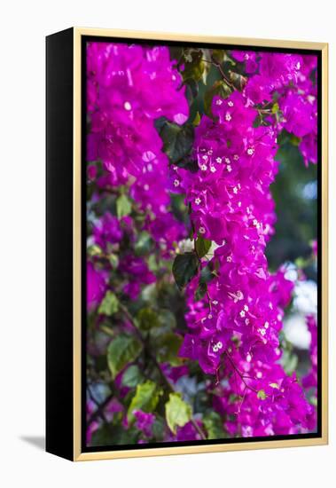 Sint Eustatius. Oranjestad, Bougainvillea flowers-Walter Bibikow-Framed Premier Image Canvas