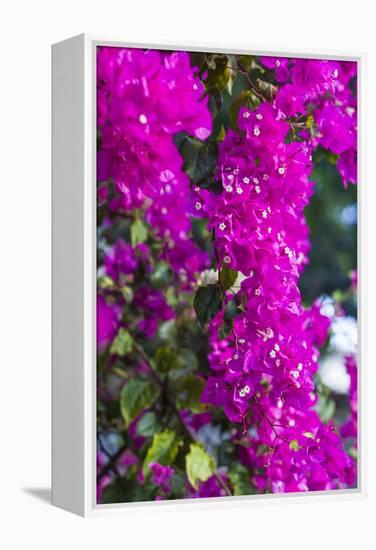 Sint Eustatius. Oranjestad, Bougainvillea flowers-Walter Bibikow-Framed Premier Image Canvas