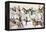 Sioux Warriors at Custer's Last Stand, 1876-Adam Bad Heart Buffalo-Framed Premier Image Canvas