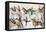 Sioux Warriors at Custer's Last Stand, 1876-Adam Bad Heart Buffalo-Framed Premier Image Canvas