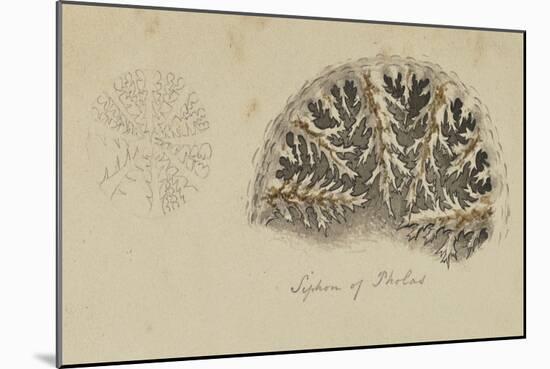 Siphon of Pholas: Piddock-Philip Henry Gosse-Mounted Giclee Print