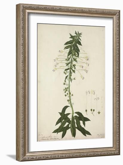 Siphonanthus Indica, 1800-10-null-Framed Giclee Print