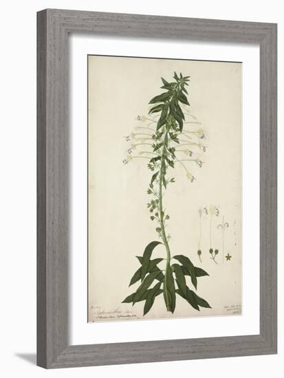 Siphonanthus Indica, 1800-10-null-Framed Giclee Print