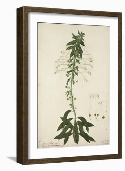 Siphonanthus Indica, 1800-10-null-Framed Giclee Print