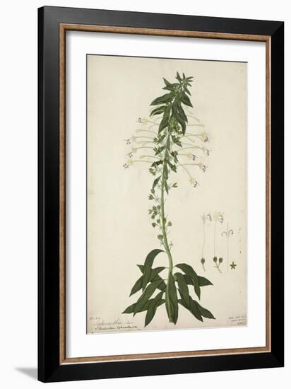 Siphonanthus Indica, 1800-10-null-Framed Giclee Print