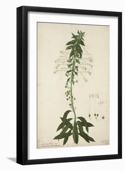 Siphonanthus Indica, 1800-10-null-Framed Giclee Print