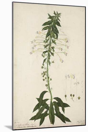 Siphonanthus Indica, 1800-10-null-Mounted Giclee Print