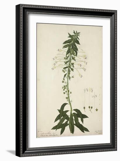 Siphonanthus Indica, 1800-10-null-Framed Giclee Print