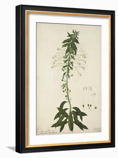 Siphonanthus Indica, 1800-10-null-Framed Giclee Print