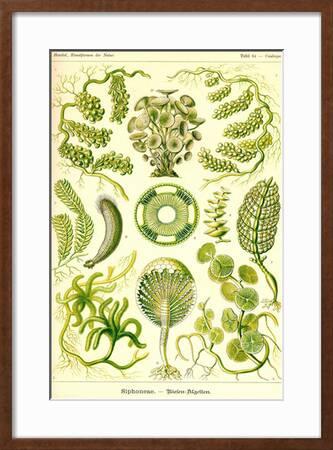 Siphoneae Hydrozoa Art Print Ernst Haeckel Art Com
