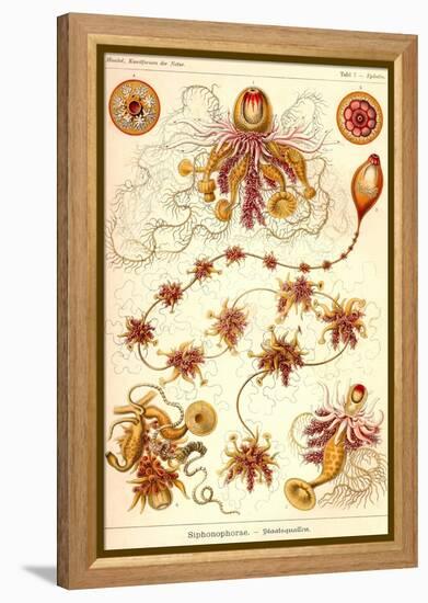 Siphoneae Hydrozoa-Ernst Haeckel-Framed Stretched Canvas