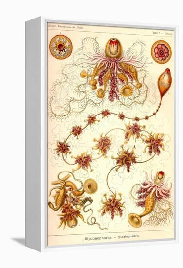 Siphoneae Hydrozoa-Ernst Haeckel-Framed Stretched Canvas