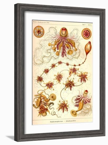 Siphoneae Hydrozoa-Ernst Haeckel-Framed Art Print