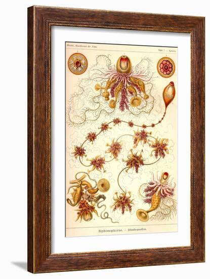 Siphoneae Hydrozoa-Ernst Haeckel-Framed Art Print