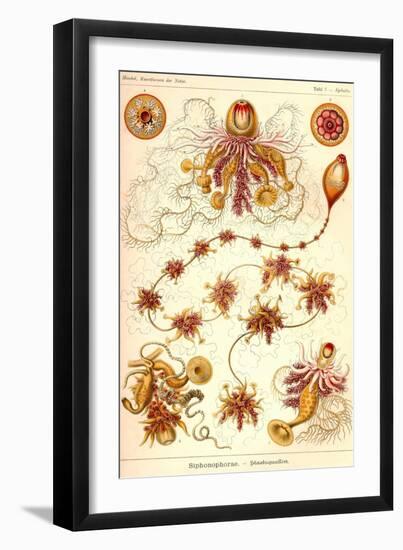 Siphoneae Hydrozoa-Ernst Haeckel-Framed Art Print